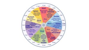 24-Hour clock that shows which organs relate to each hour of the day
