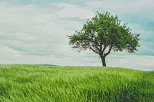 Learn what your headache is telling you and how a shady tree can help you calm and unblock your qi