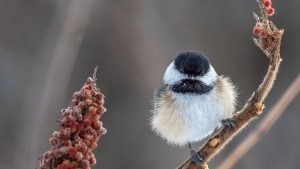 Chickadee on a branch yin metal ox