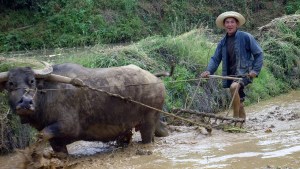 Farmer working ox in a field in China